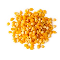 Dried corn on the white background