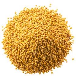 Pile of whole dried mustard seeds (Sinapis alba), isolated, top view
