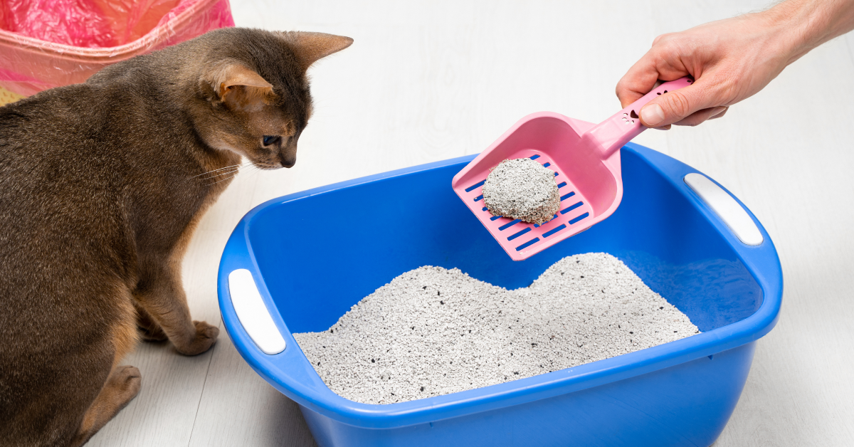 Cat litter import growth in India